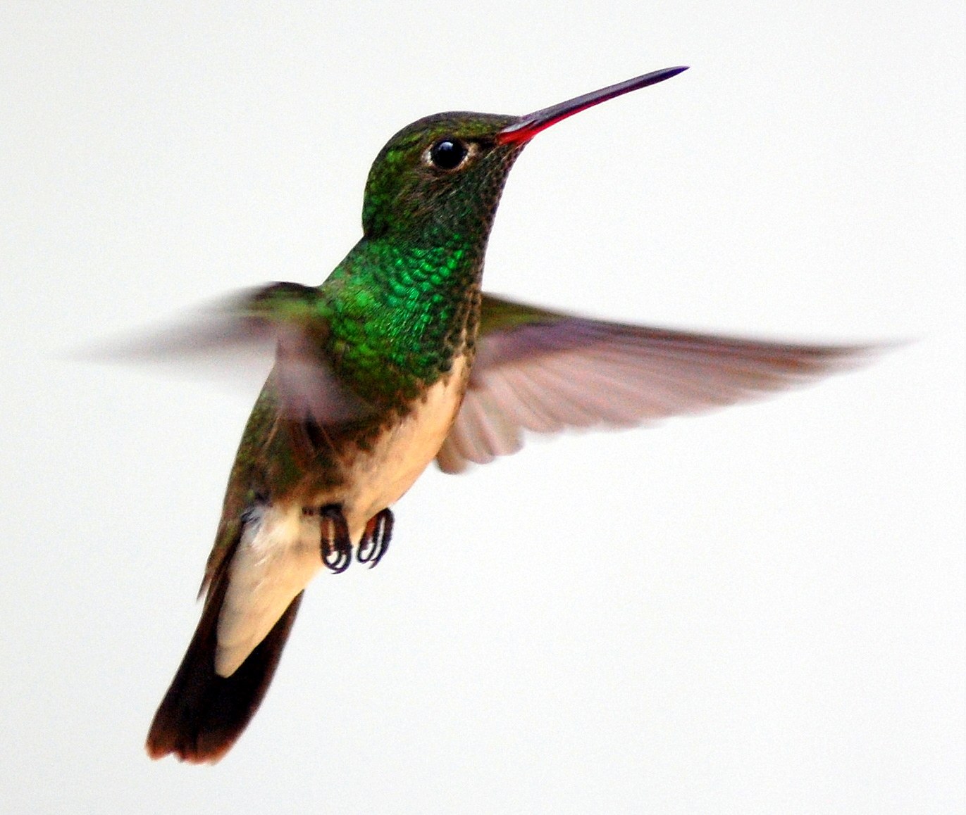 green hummingbird in flight