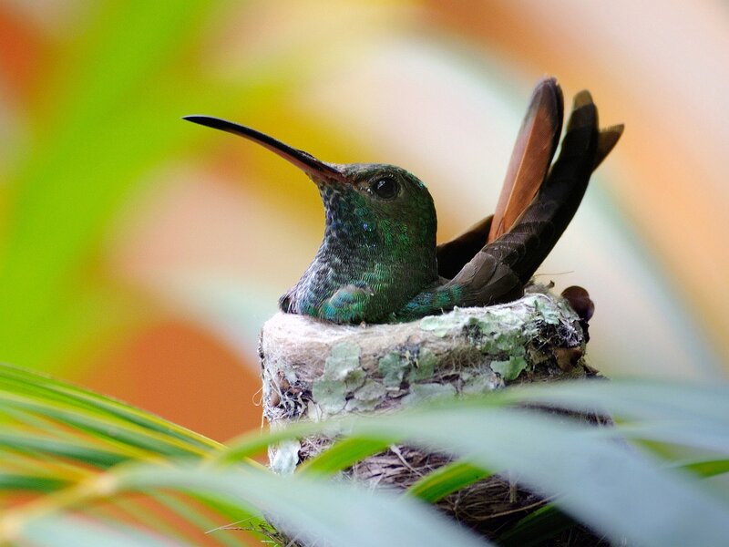 Green Hummingbird in Nest