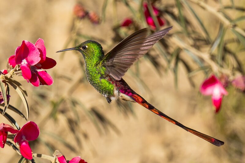 Green Hummingbird — Natural, Afternoon