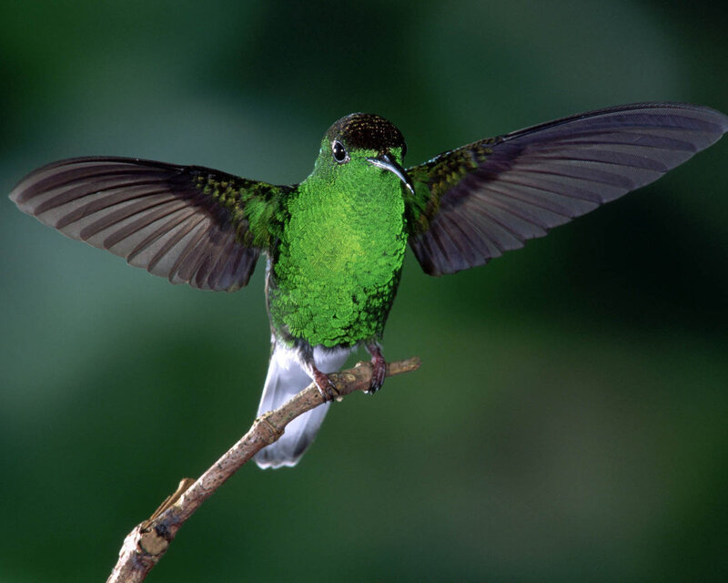 Green Hummingbird — Natural