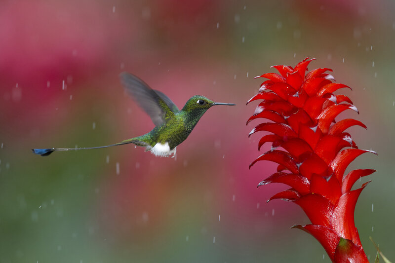 Green Hummingbird Near Flower — Red