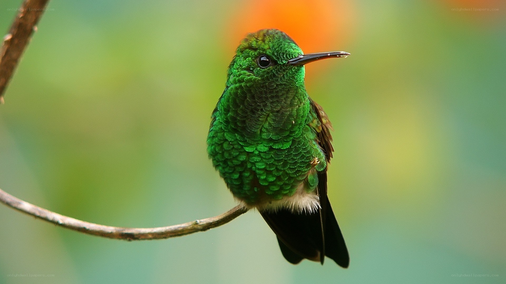 green hummingbird on a branch