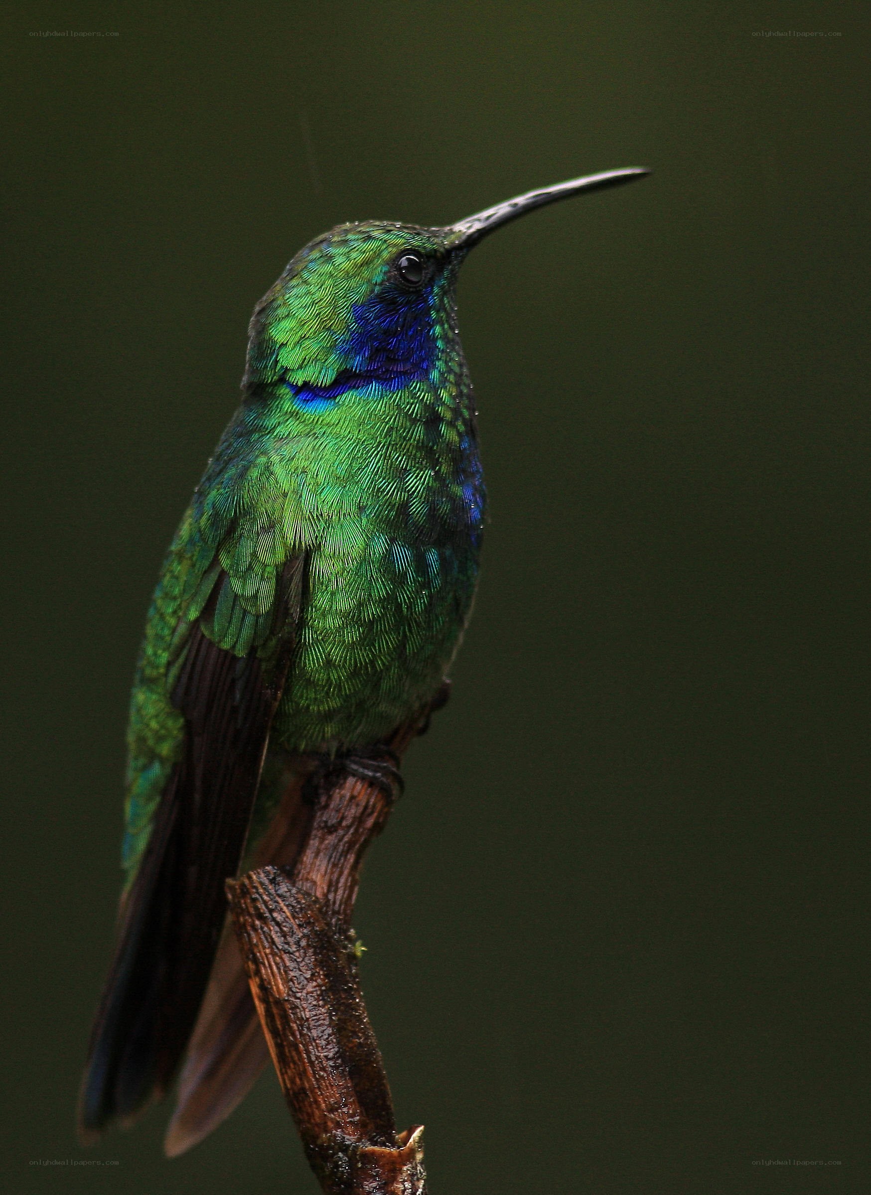 green hummingbird on branch
