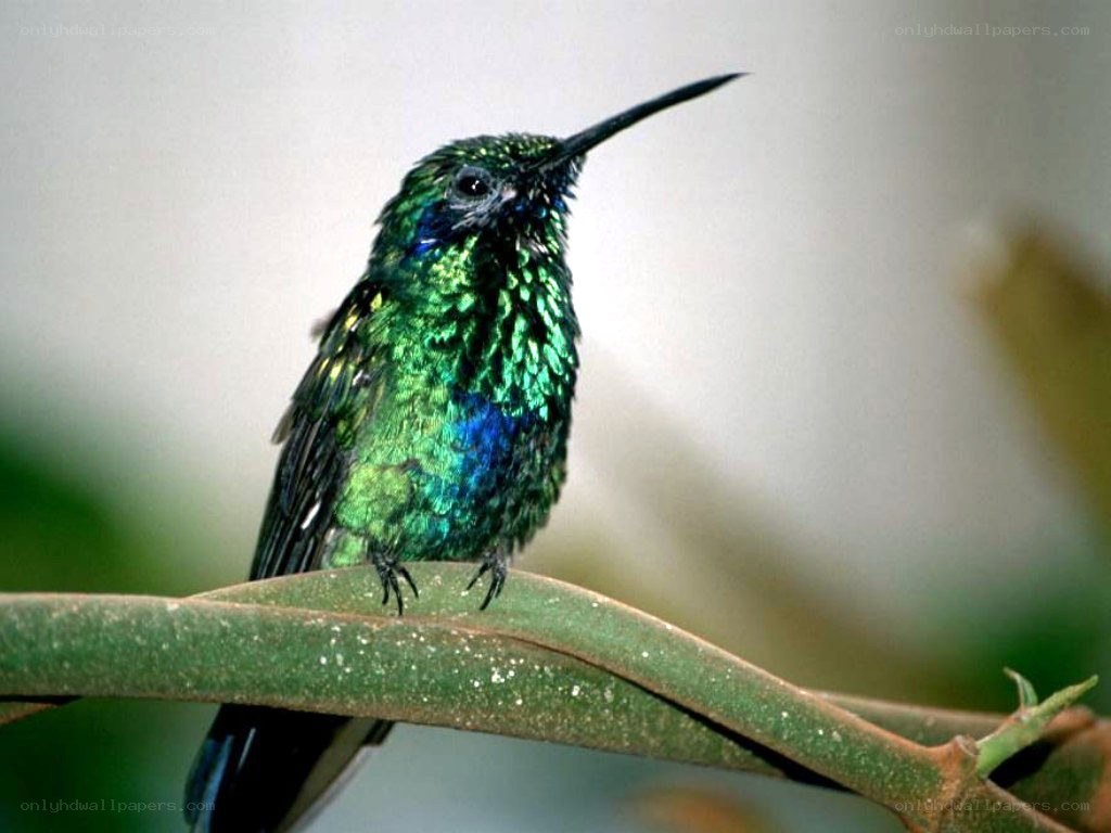 green hummingbird on branch