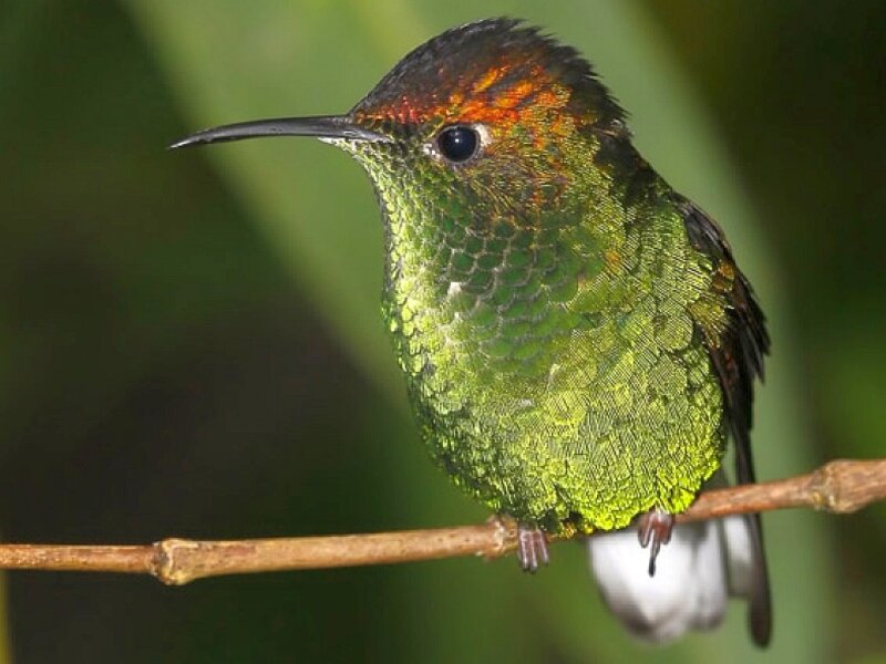 green hummingbird on branch