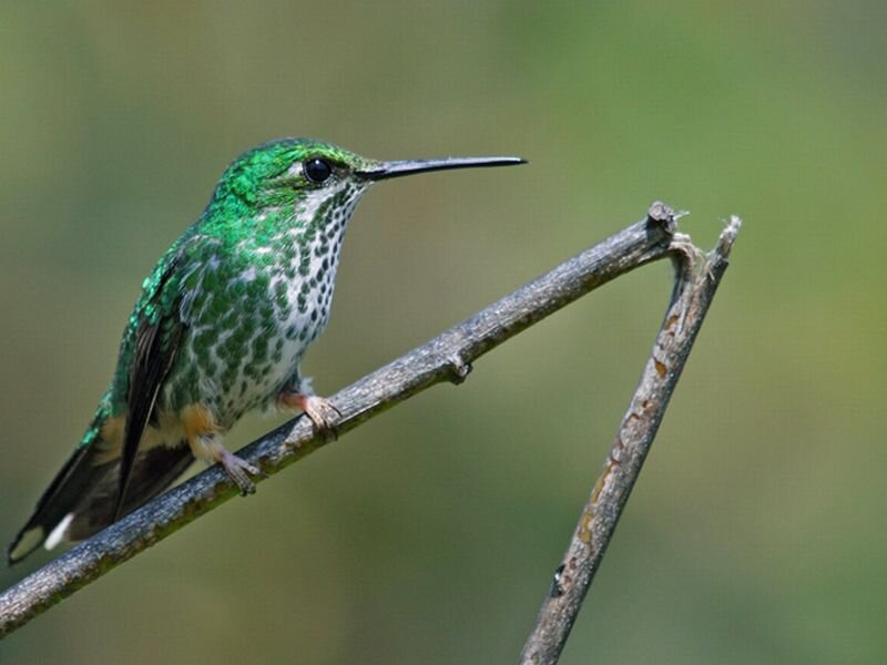 Green Hummingbird on Branch — Calm, Afternoon