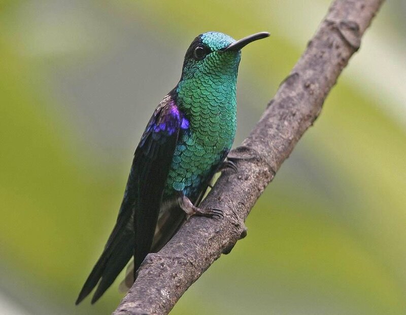 Green Hummingbird on Branch — Calm, Photograph, Forest