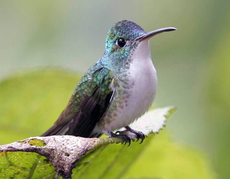 Green Hummingbird on Branch — Calm, Photograph