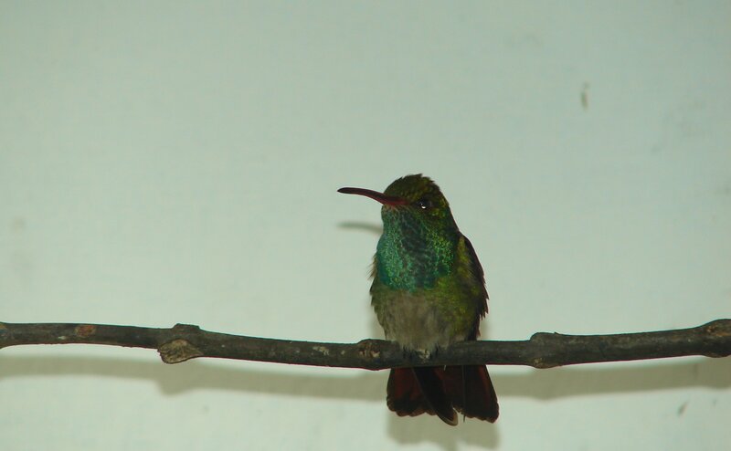 Green Hummingbird on Branch — Calm, Photograph, Wall
