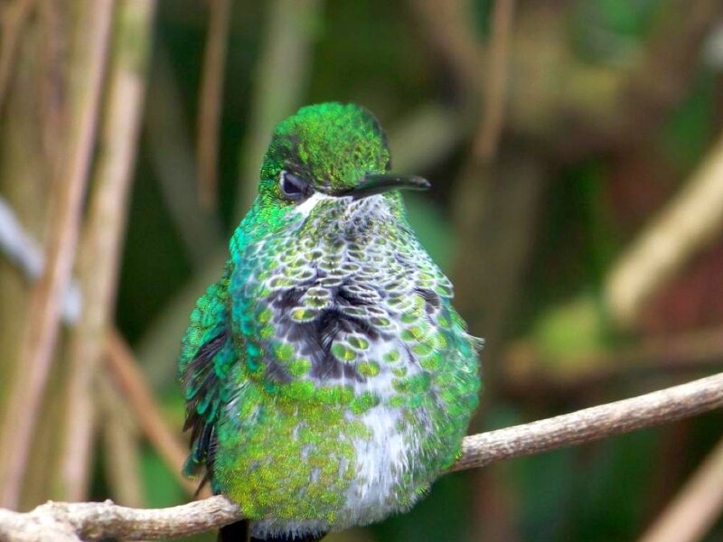 Green Hummingbird on Branch — Calm