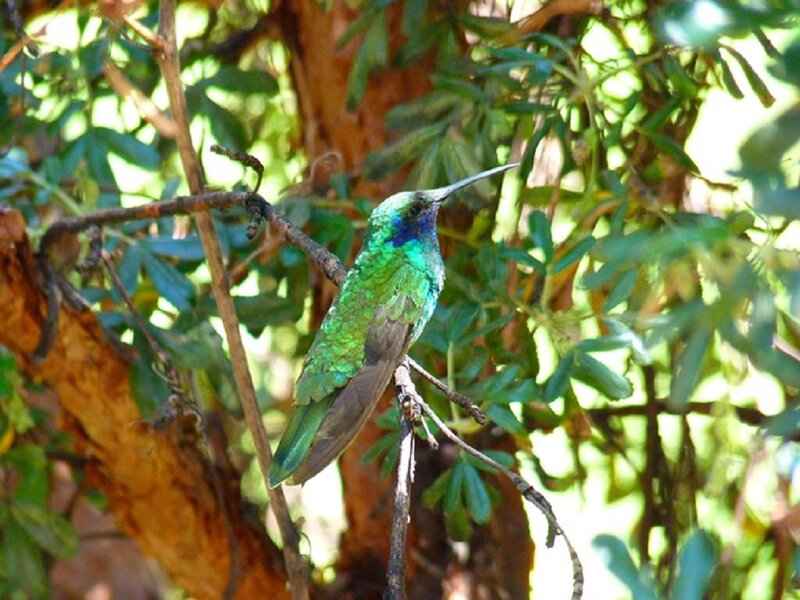 Green Hummingbird on Branch — Natural, Afternoon