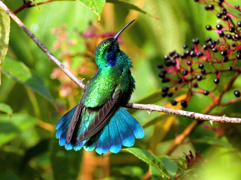 Green Hummingbird on Branch — Natural