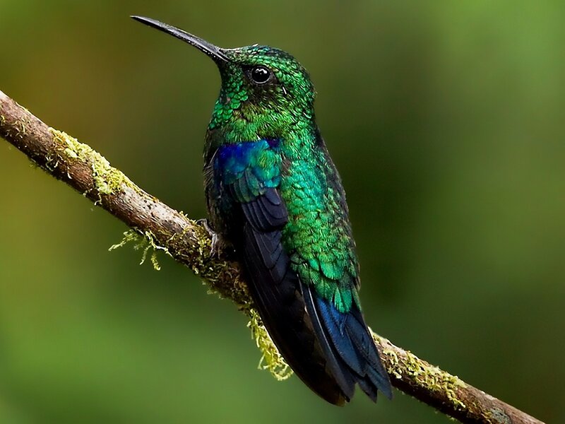Green Hummingbird on Branch — Serene