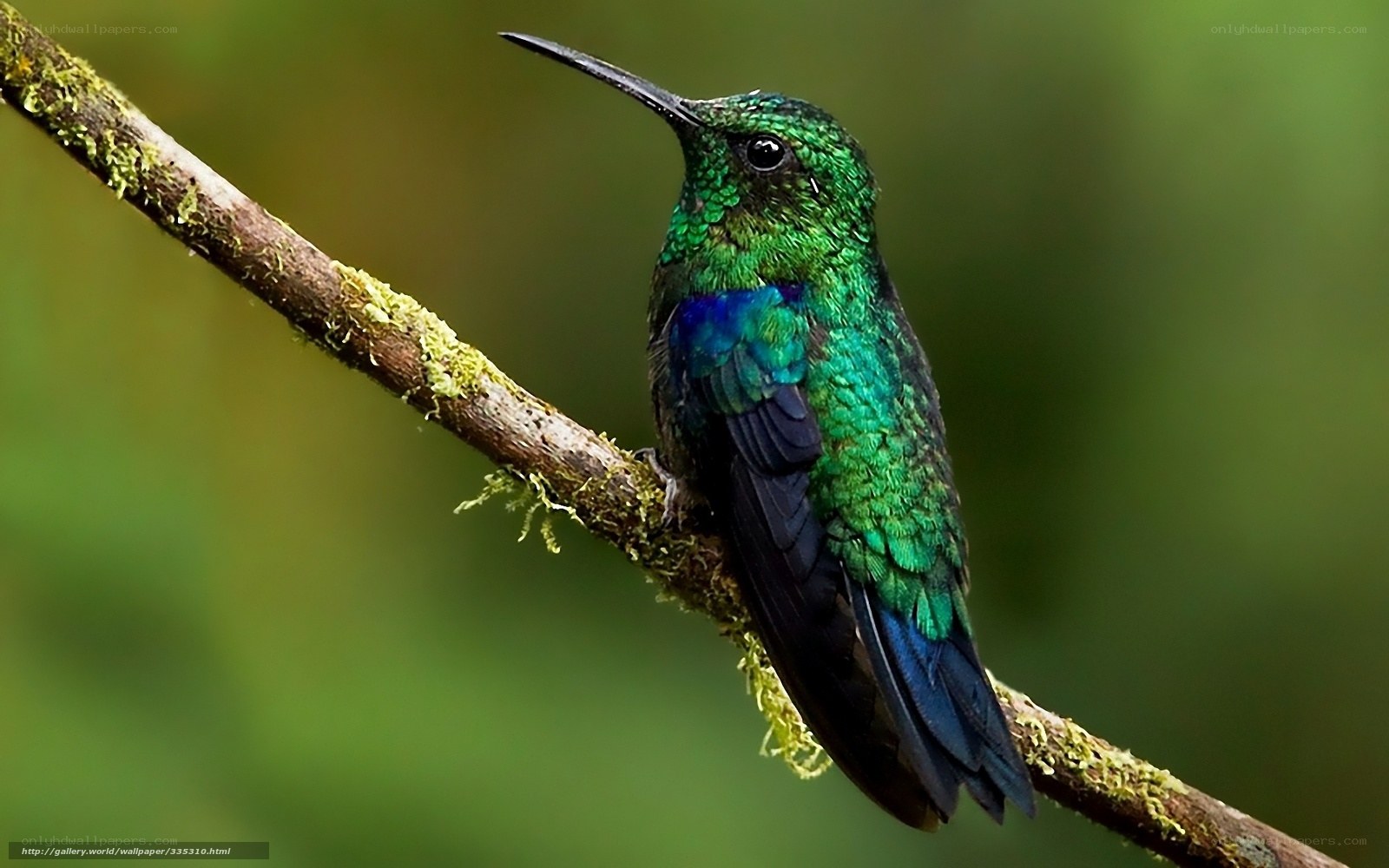 green hummingbird on branch
