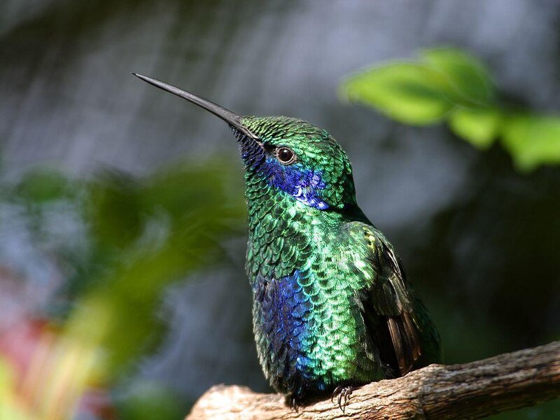 Green Hummingbird