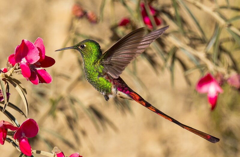 Green Hummingbird with Long Tail — Natural