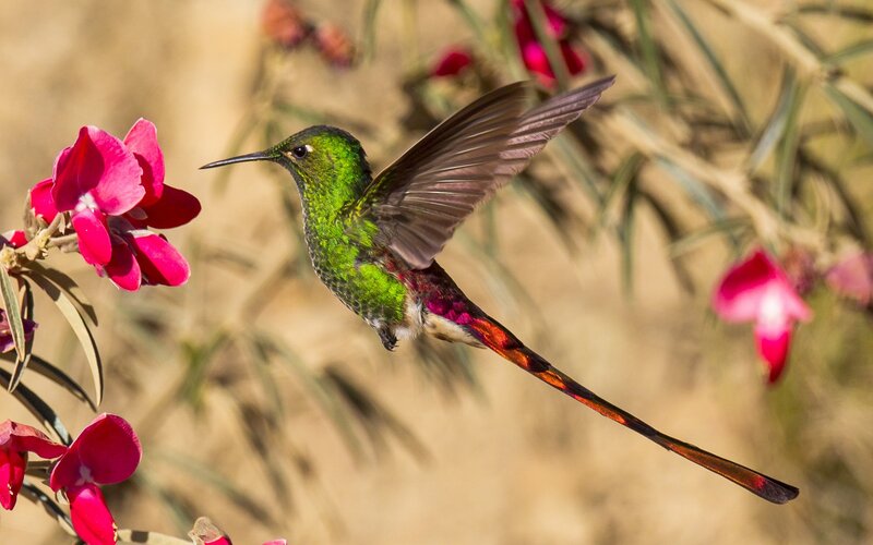 Green Hummingbird with Long Tail