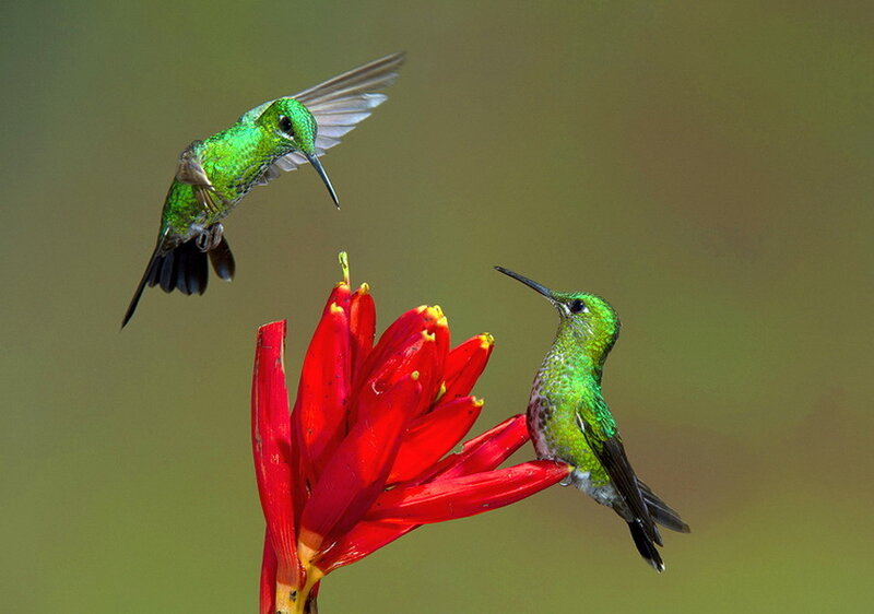 Green Hummingbirds on Flower