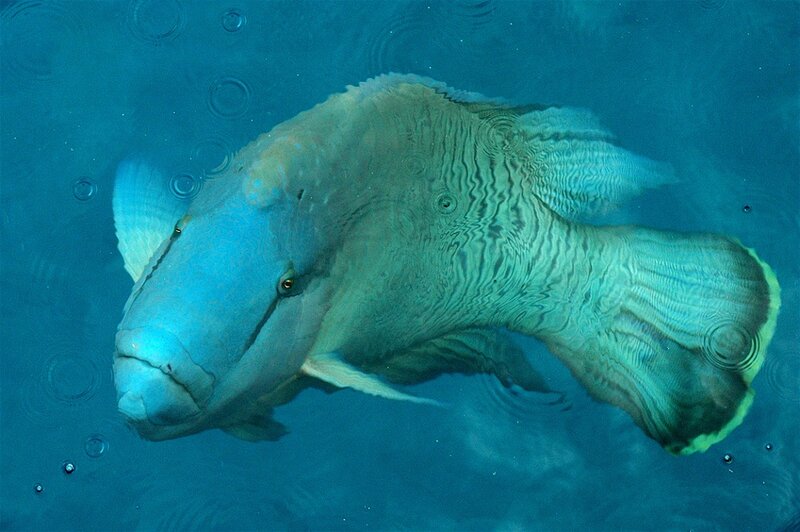 Green Humphead Parrotfish