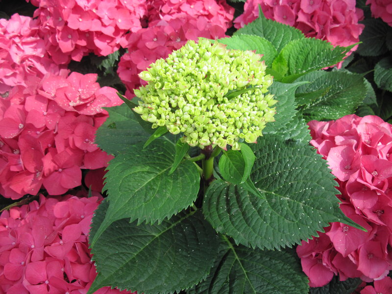 Green Hydrangea Bloom