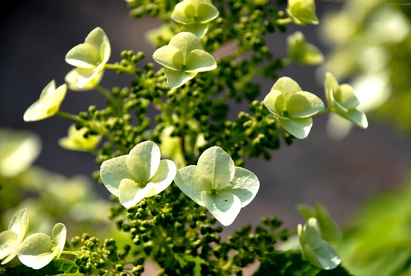 green hydrangea blossoms