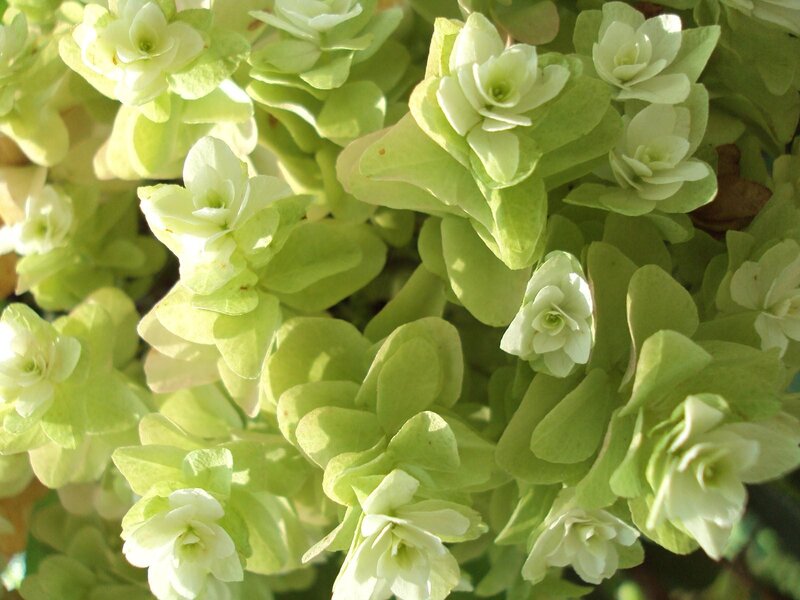 green hydrangea blossoms