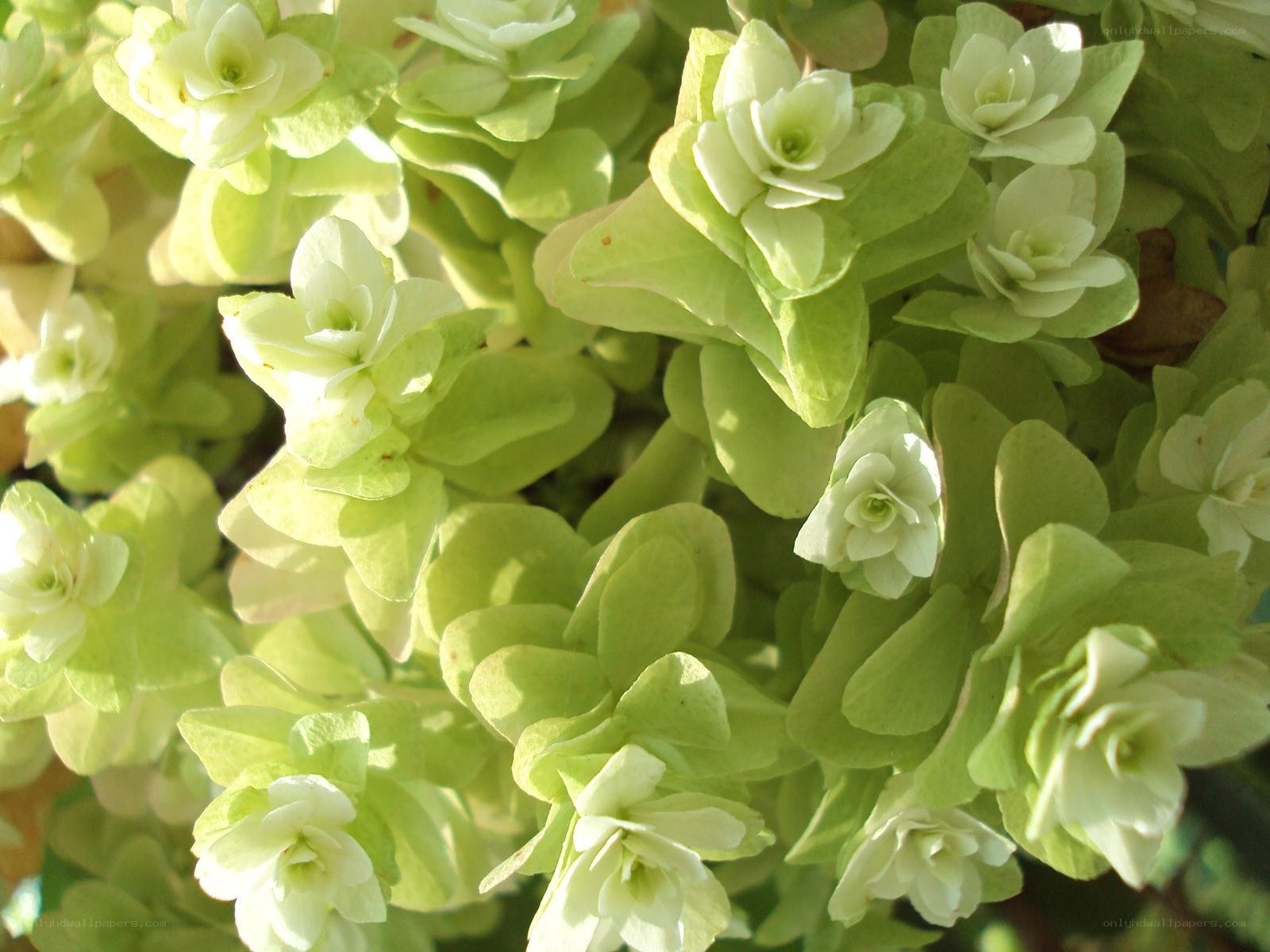 green hydrangea blossoms