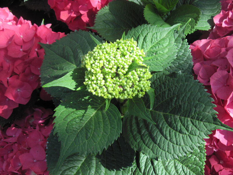 Green Hydrangea Bud — Serene