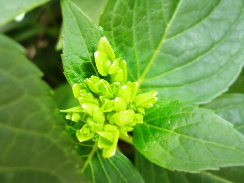 Green Hydrangea Bud