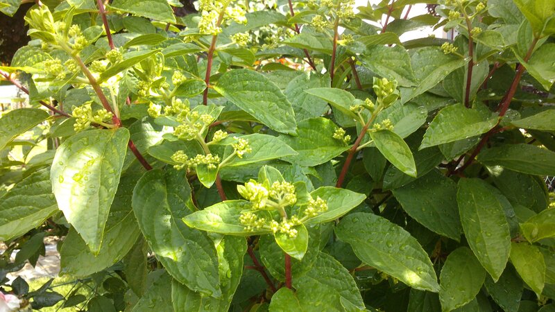 Green Hydrangea Bush