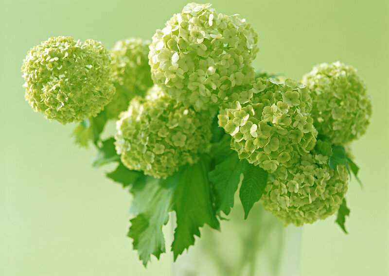 Green hydrangea flower bouquet