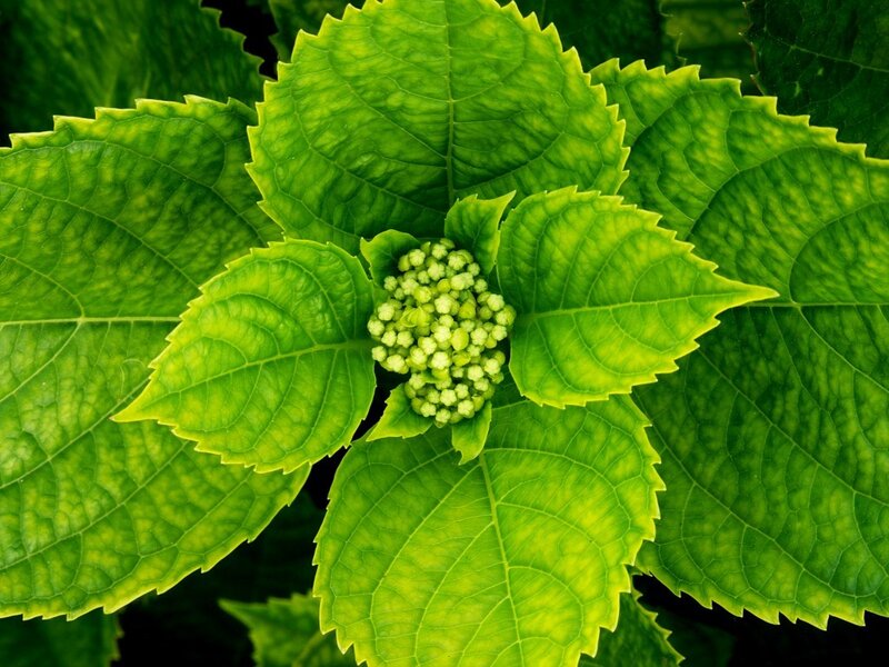 green hydrangea flower bud