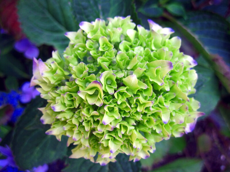 Green Hydrangea Flower — Calm, Photograph, Leaves
