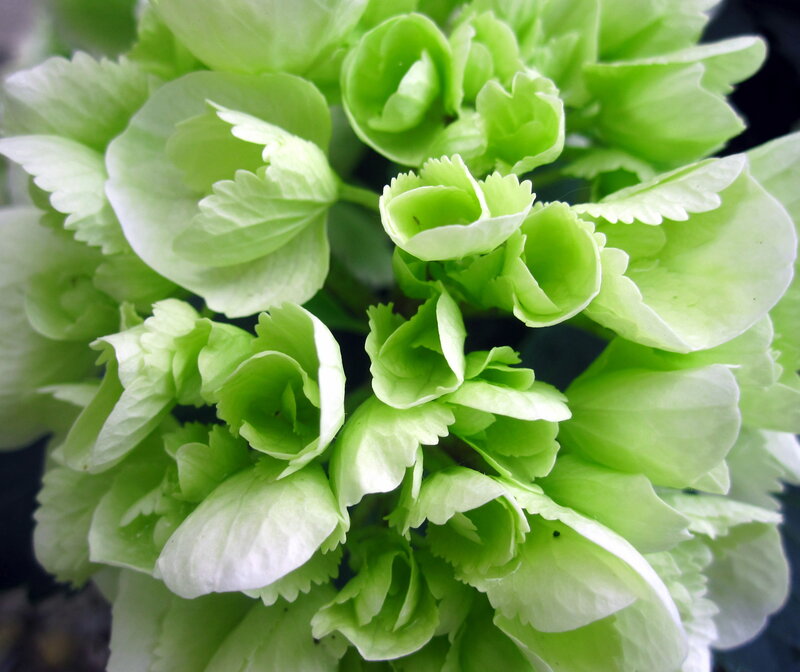 Green Hydrangea Flower — Calm, Photograph