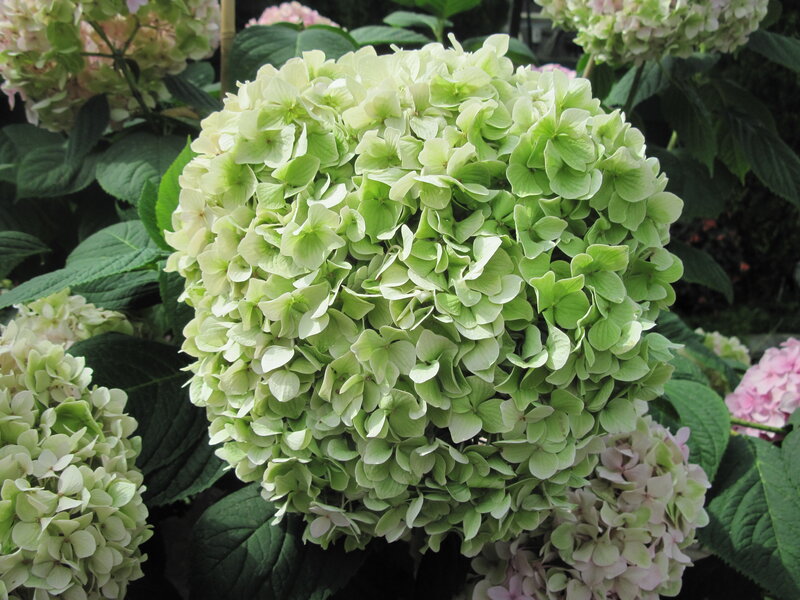 Green Hydrangea Flower — Calm