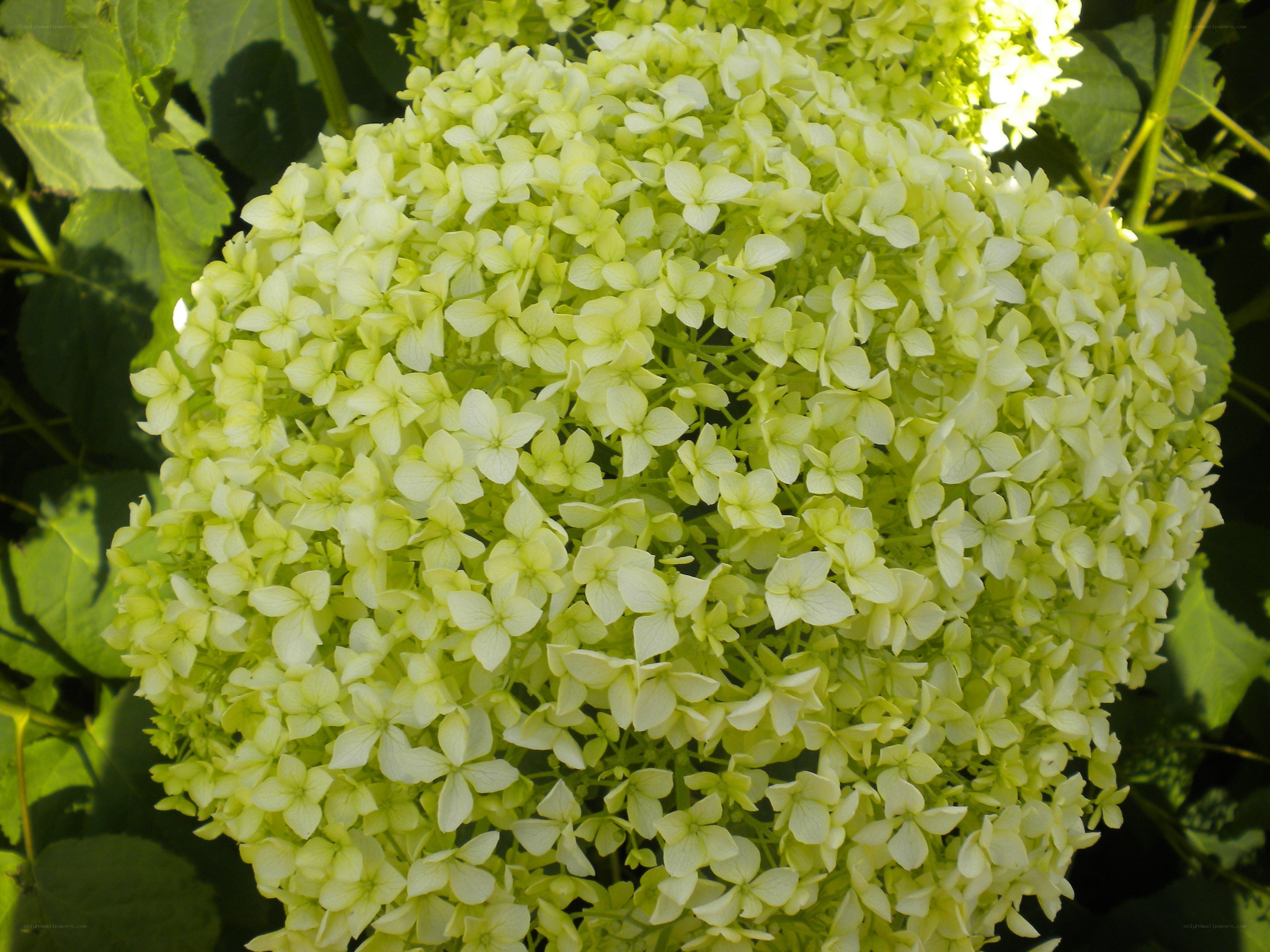 green hydrangea flower cluster