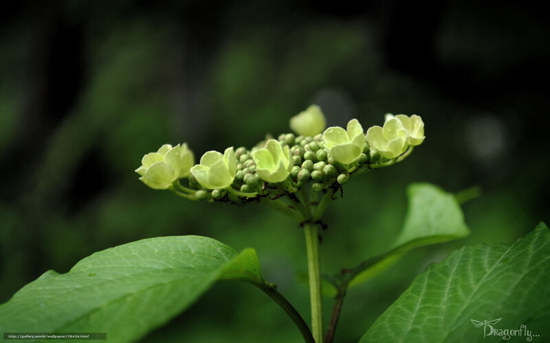 green hydrangea flower cluster