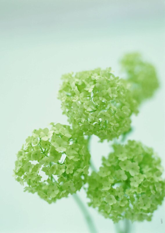 Green hydrangea flower clusters