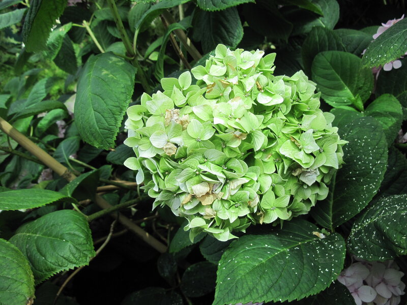Green Hydrangea Flower — Natural