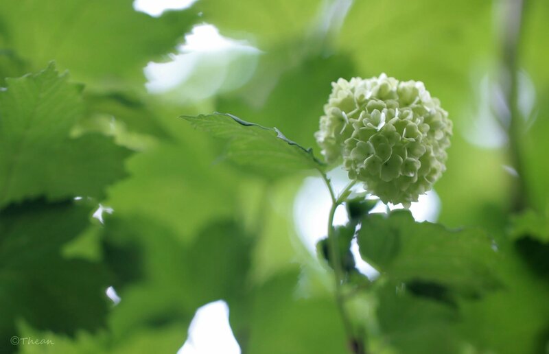 Green Hydrangea Flower — Serene