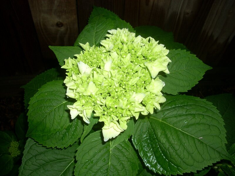 green hydrangea flower