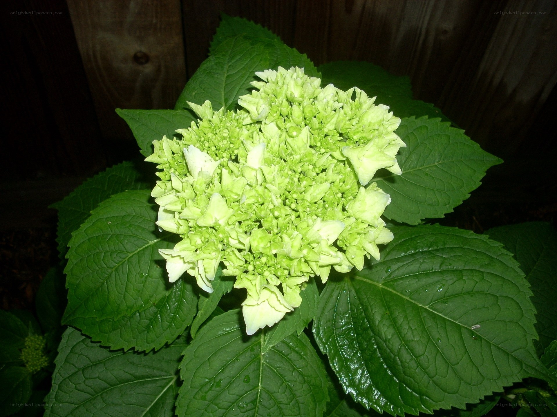 green hydrangea flower