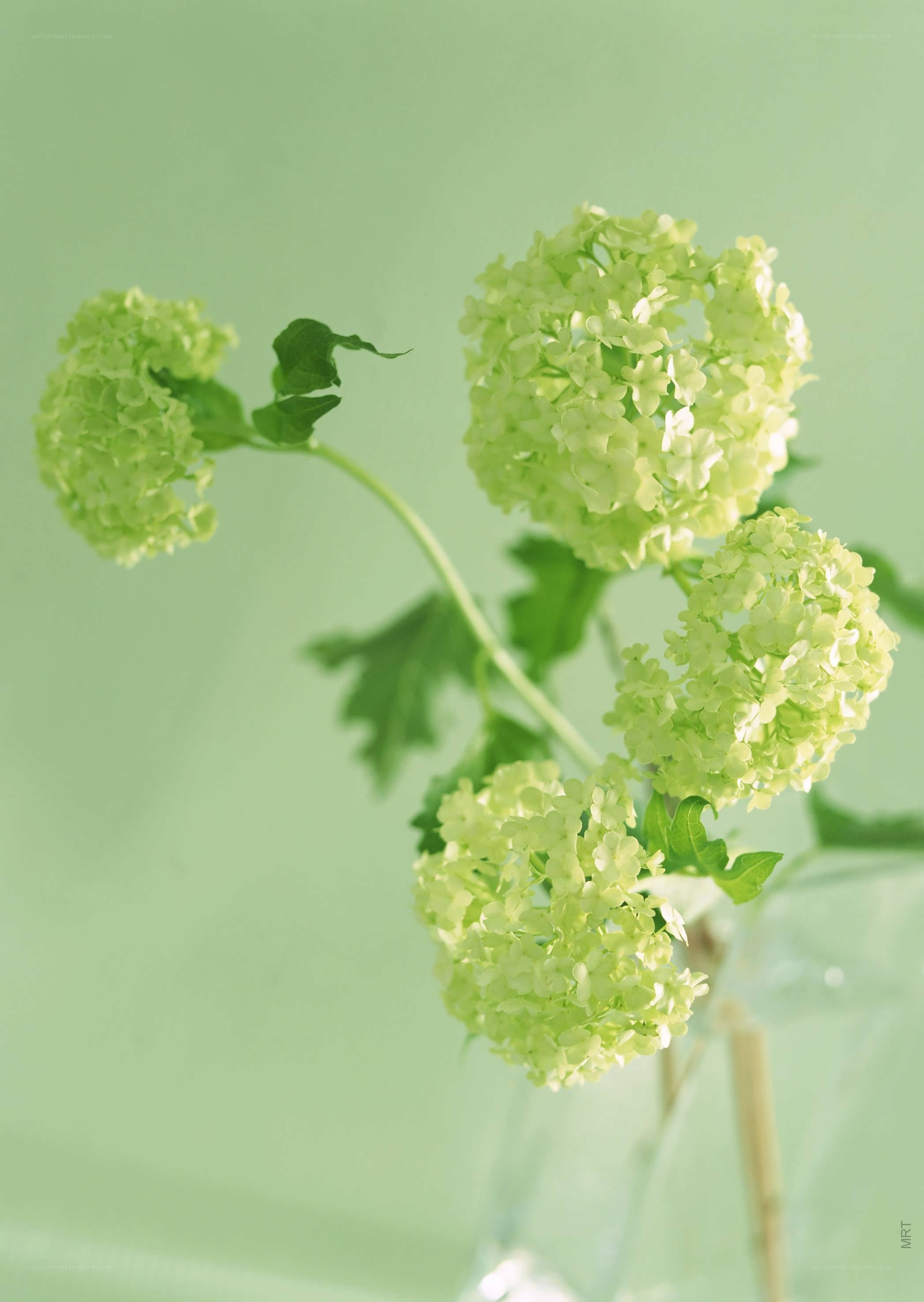 green hydrangea flowers