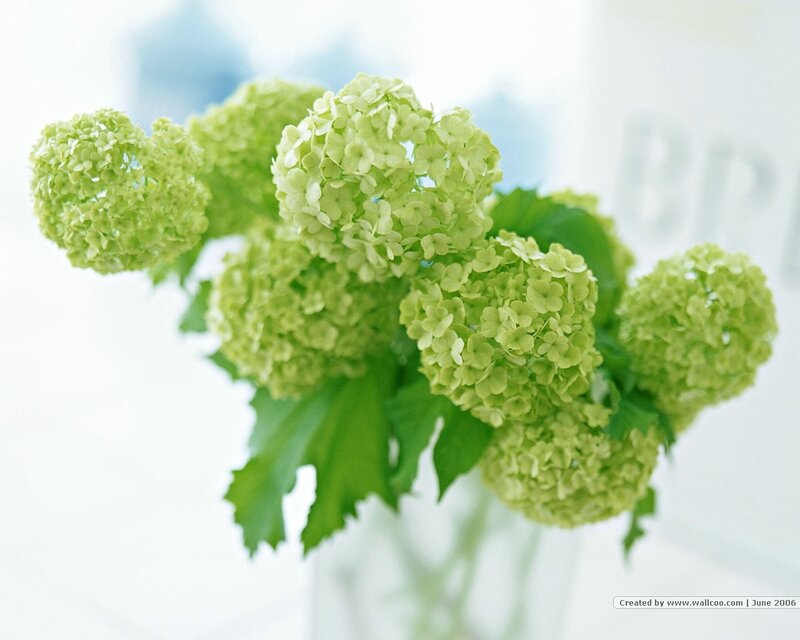 Green hydrangea flowers