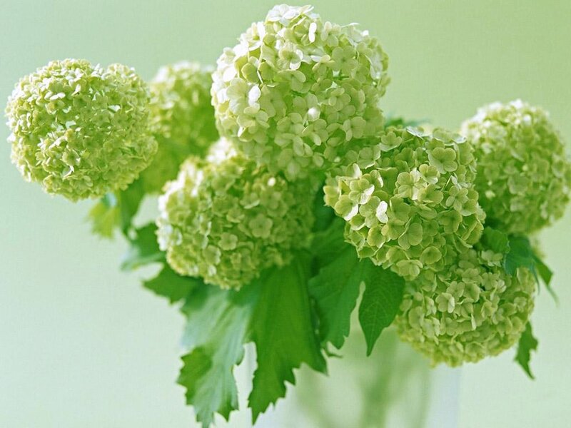 green hydrangea flowers