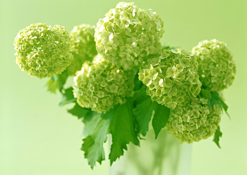 Green Hydrangea Flowers — Calm, Photograph, Leaves