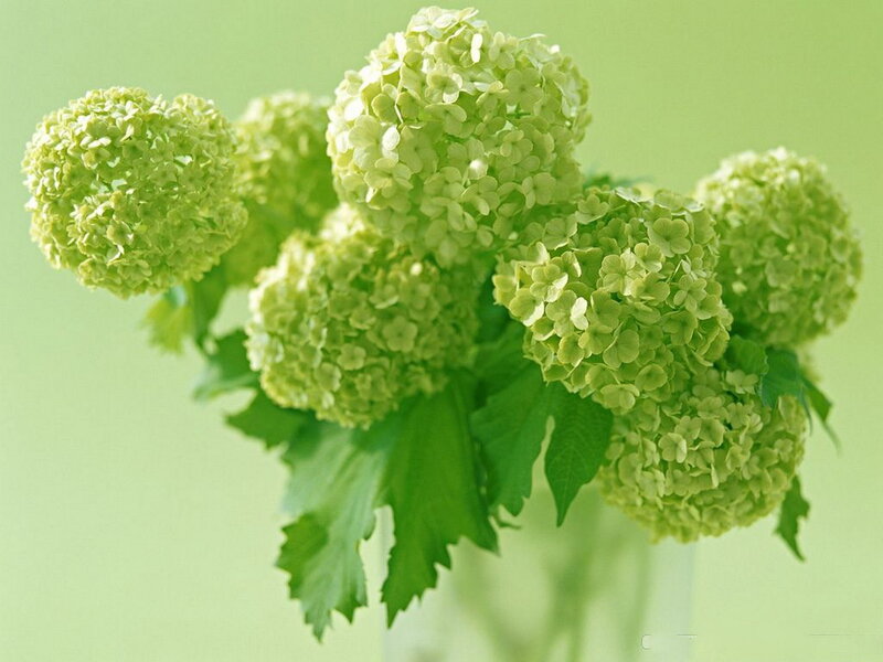 Green Hydrangea Flowers — Calm, Photograph
