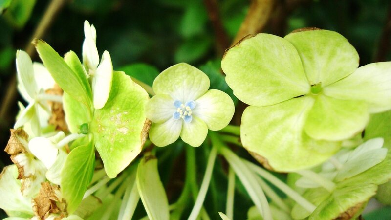 Green Hydrangea Flowers — Calm, Spring