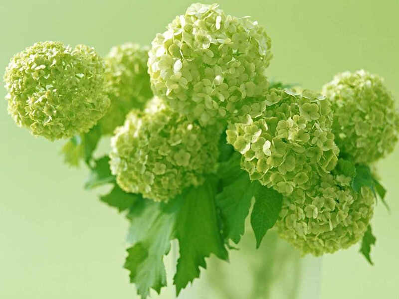Green Hydrangea Flowers — Calm