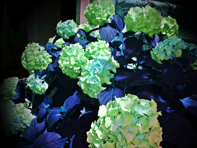 Green Hydrangea Flowers — Dramatic